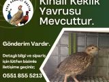 KINALI KEKLİK YAVRUSU