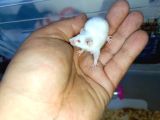 KOBAY LAB PANDA MİCE SYRİA GONZALES