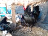 Black siyah austrolop ve layt susex civcivler