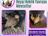 KINALI KEKLİK VE BEYAZ KEKLİK YAVRUSU