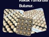 KULUÇKALIK KINALI KEKLİK VE BEYAZ KEKLİK YUMURTASI