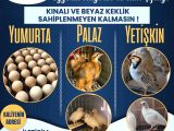 KINALI KEKLİK VE BEYAZ KEKLİĞE DAİR HERŞEY