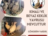 KINALI KEKLİK VE BEYAZ KEKLİK YAVRUSU MEVCUTTUR