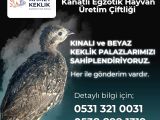 KINALI KEKLİK VE BEYAZ KEKLİK YAVRUSU BULUNMAKTADIR 