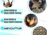 KINALI KEKLİK , BEYAZ KEKLİK