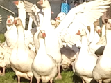 Alman Mast kazı