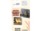 KINALI KEKLİK VE BEYAZ KEKLİK YAVRUSU