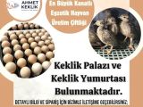 KEKLİK PALAZI VE KEKLİK YUMURTASI BULUNMAKTADIR.