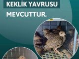 KINALI KEKLİK VE BEYAZ KEKLİK YAVRUSU MEVCUTTUR