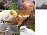 Kuluçkalık Bıldırcın Yumurtası (Japon, Jumbo, Ukrayna, Kıbrıs, Teksas, Çin, Celadon)