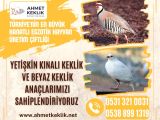 YETİŞKİN KINALI KEKLİK VE BEYAZ KEKLİK ANACI