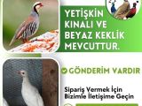 YETİŞKİN KINALI KEKLİK VE BEYAZ KEKLİK BULUNMAKTADIR !!!
