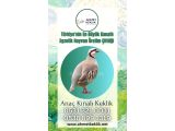 YETİŞKİN ANAÇ KINALI KEKLİK