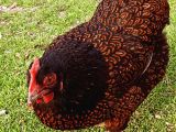 Gold barnevelder 