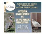 YETİŞKİN KINALI KEKLİK VE BEYAZ KEKLİK 