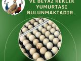 KULUÇKALIK KEKLİK YUMURTASI