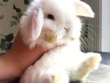 Yavru lop tavşan