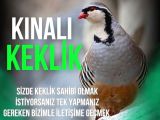 YETİŞKİN KINALI KEKLİK