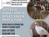 GENÇ DAMIZLIK KINALI VE BEYAZ KEKLİK