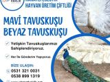 MAVİ TAVUS KUŞU VE BEYAZ TAVUS KUŞU