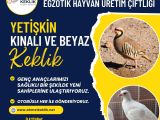DAMIZLIK KINALI KEKLİK VE BEYAZ KEKLİK 