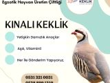 KINALI KEKLİK 
