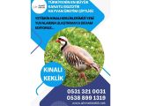 DAMIZLIK KINALI KEKLİK 