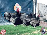 Blue Australorp