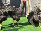 Barred rock (çubuklu kaya)
