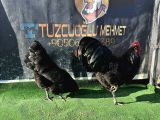 Black Australorp