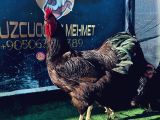 Rhode island red moghany