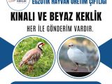 YETİŞKİN DAMIZLIK KINALI KEKLİK
