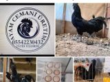 YEMEYE AYAM CEMANİ YUMURTASI