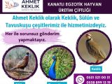 KEKLİK , SÜLÜN , TAVUSKUŞU