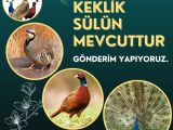 KEKLİK | SÜLÜN | TAVUSKUŞU 