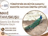 MAVİ TAVUSKUŞU