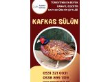 KAFKAS SÜLÜN 
