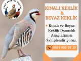 YETİŞKİN KINALI KEKLİK VE BEYAZ KEKLİK 