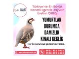 DAMIZLIK KINALI KEKLİK 