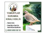 SATILIK KINALI KEKLİK 