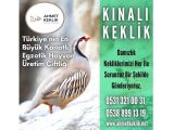 DAMIZLIK KINALI KEKLİK 