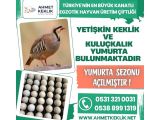 YETİŞKİN KEKLİK VE KULUÇKALIK KEKLİK YUMURTASI