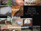 Kuluçkalık Bıldırcın Yumurtası (7 çeşit)