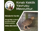 YAVRU KINALI KEKLİK