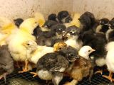 Australorp Sussex Civciv