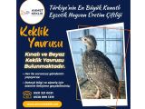 KINALI KEKLİK YAVRUSU
