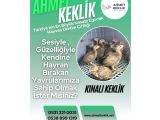 KINALI KEKLİK PALAZI 