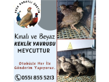 KINALI KEKLİK VE BEYAZ KEKLİK YAVRUSU
