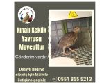 KINALI KEKLİK YAVRUSU