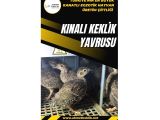 KINALI KEKLİK YAVRUSU BULUNMAKTADIR